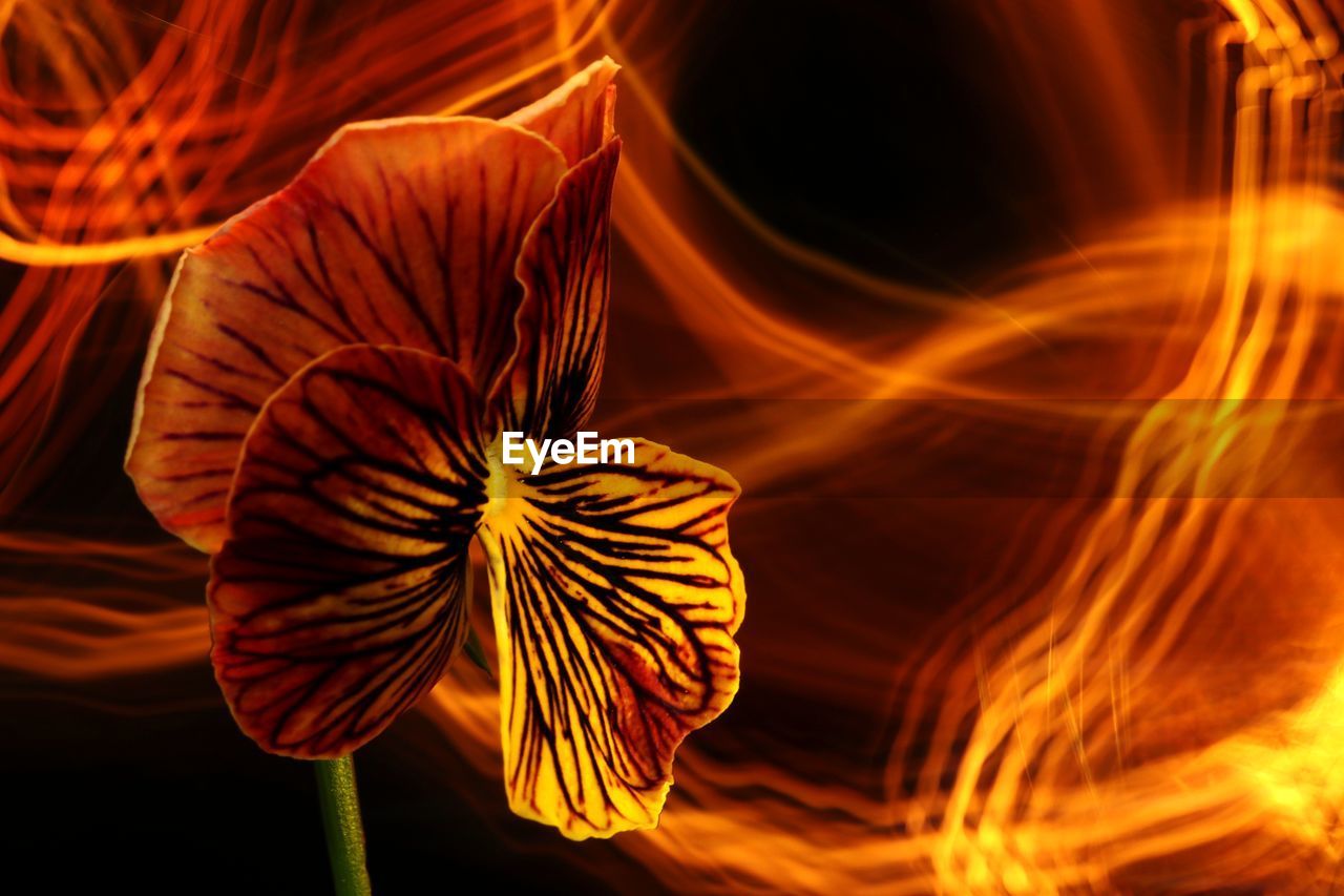 CLOSE-UP OF ORANGE FLOWER HEAD