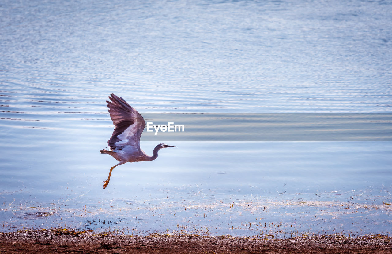 View of bird flying over sea