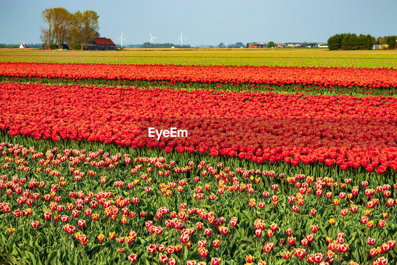 SCENIC VIEW OF RED TULIP FLOWERS ON FIELD