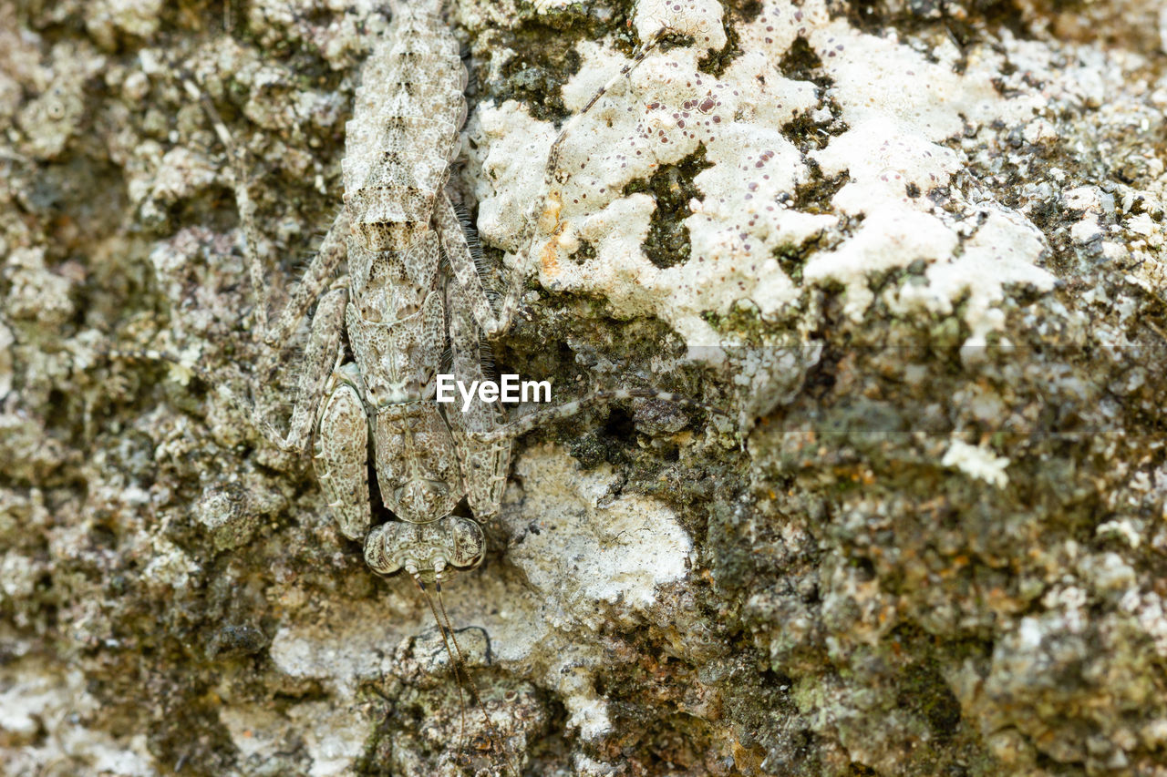 CLOSE-UP OF A TREE TRUNK