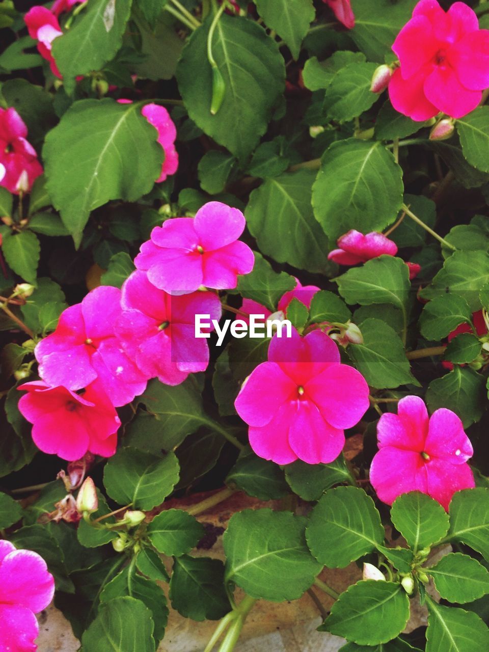 CLOSE-UP OF PINK FLOWERS BLOOMING