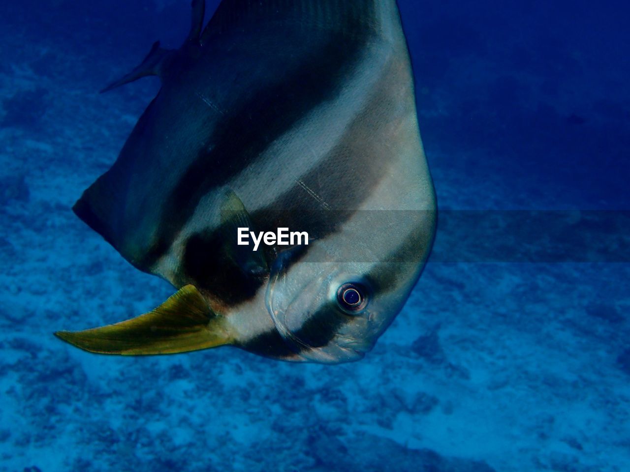 CLOSE-UP OF FISHES SWIMMING IN SEA