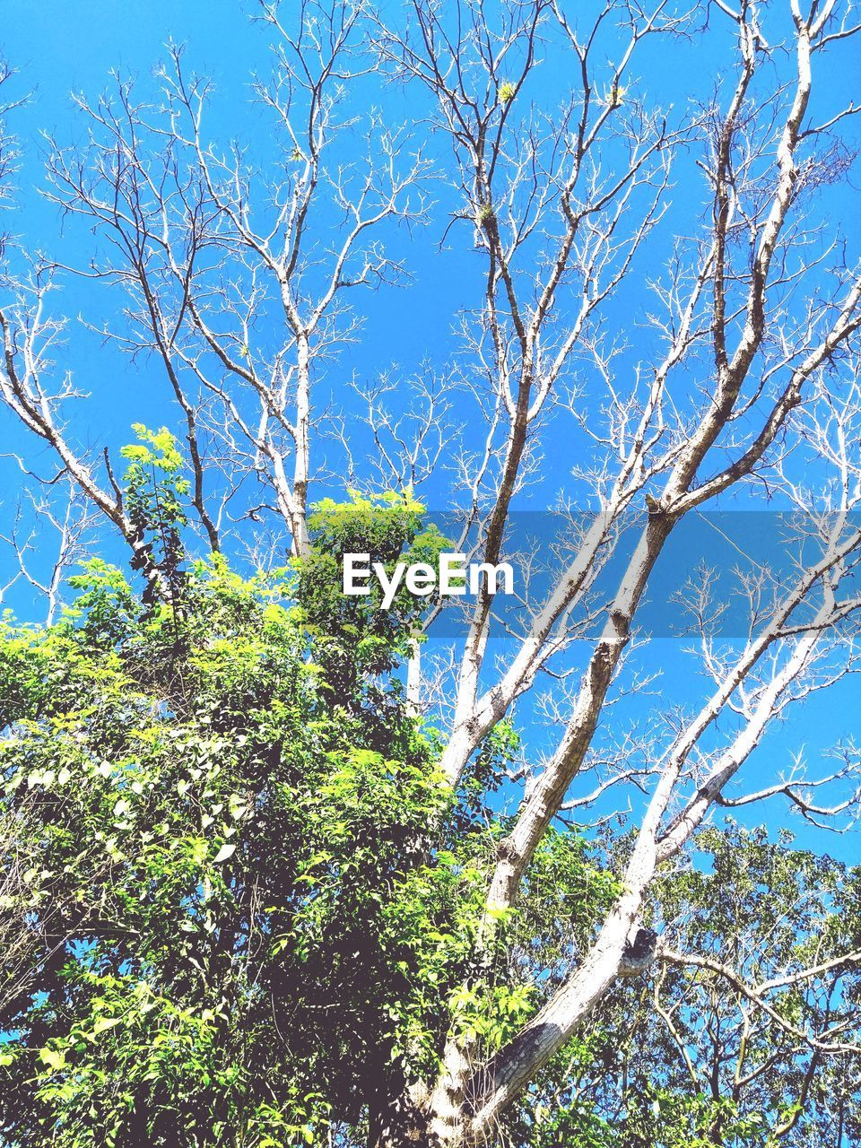 LOW ANGLE VIEW OF TREE AGAINST CLEAR SKY