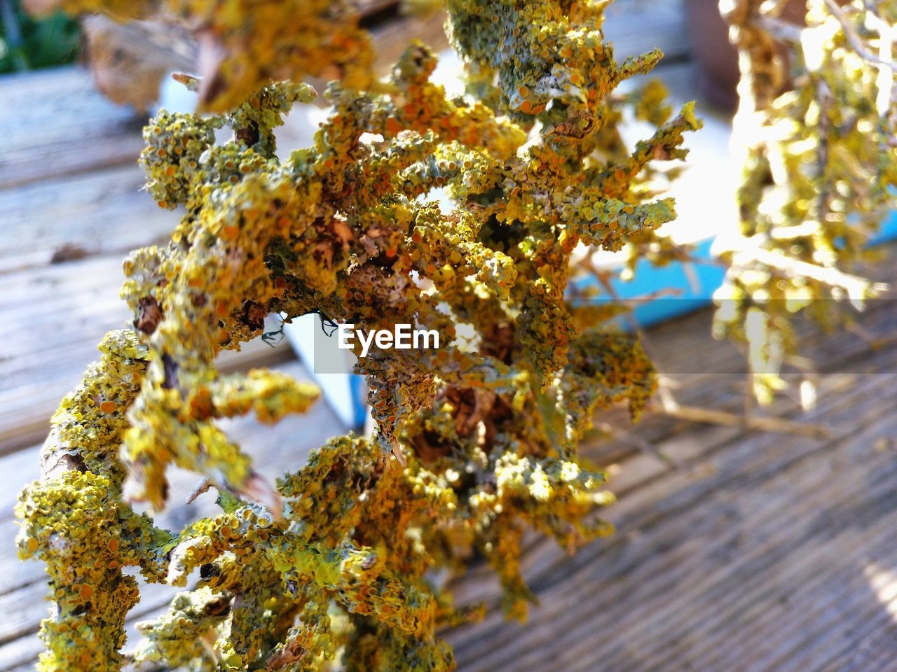 CLOSE-UP OF CHERRY TREE