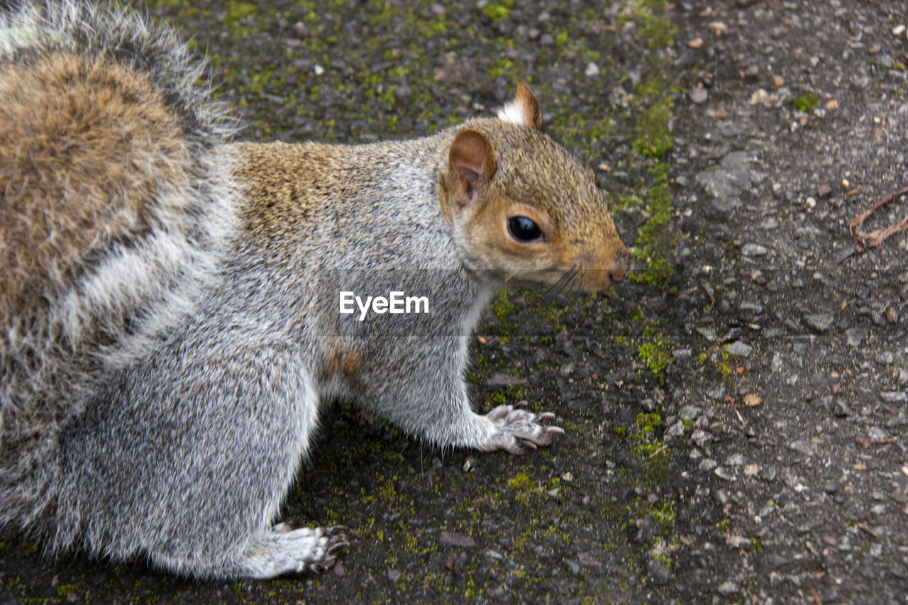 Squirrel on ground