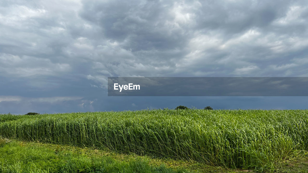 sky, cloud, landscape, environment, field, plant, land, grassland, agriculture, rural scene, nature, crop, grass, horizon, green, plain, cereal plant, growth, meadow, beauty in nature, prairie, scenics - nature, food, pasture, no people, food and drink, rural area, storm, natural environment, outdoors, horizon over land, cloudscape, farm, corn, day, soil, dramatic sky, tranquility, overcast, sunlight, vegetable, storm cloud, barley, thunderstorm, environmental conservation, social issues