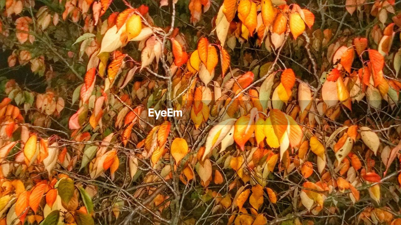 CLOSE-UP OF LEAVES IN AUTUMN LEAVES