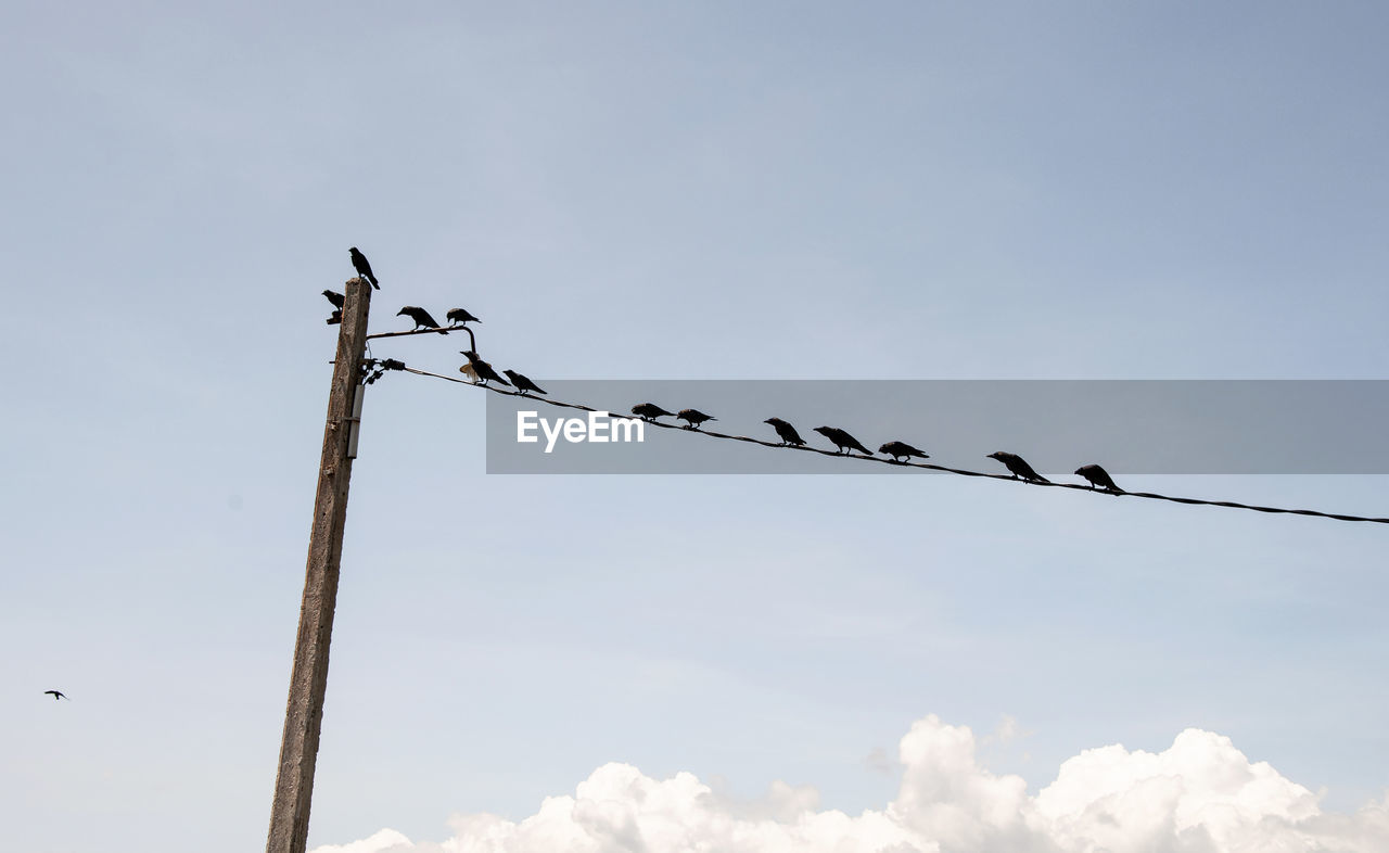 LOW ANGLE VIEW OF BIRDS ON CABLE