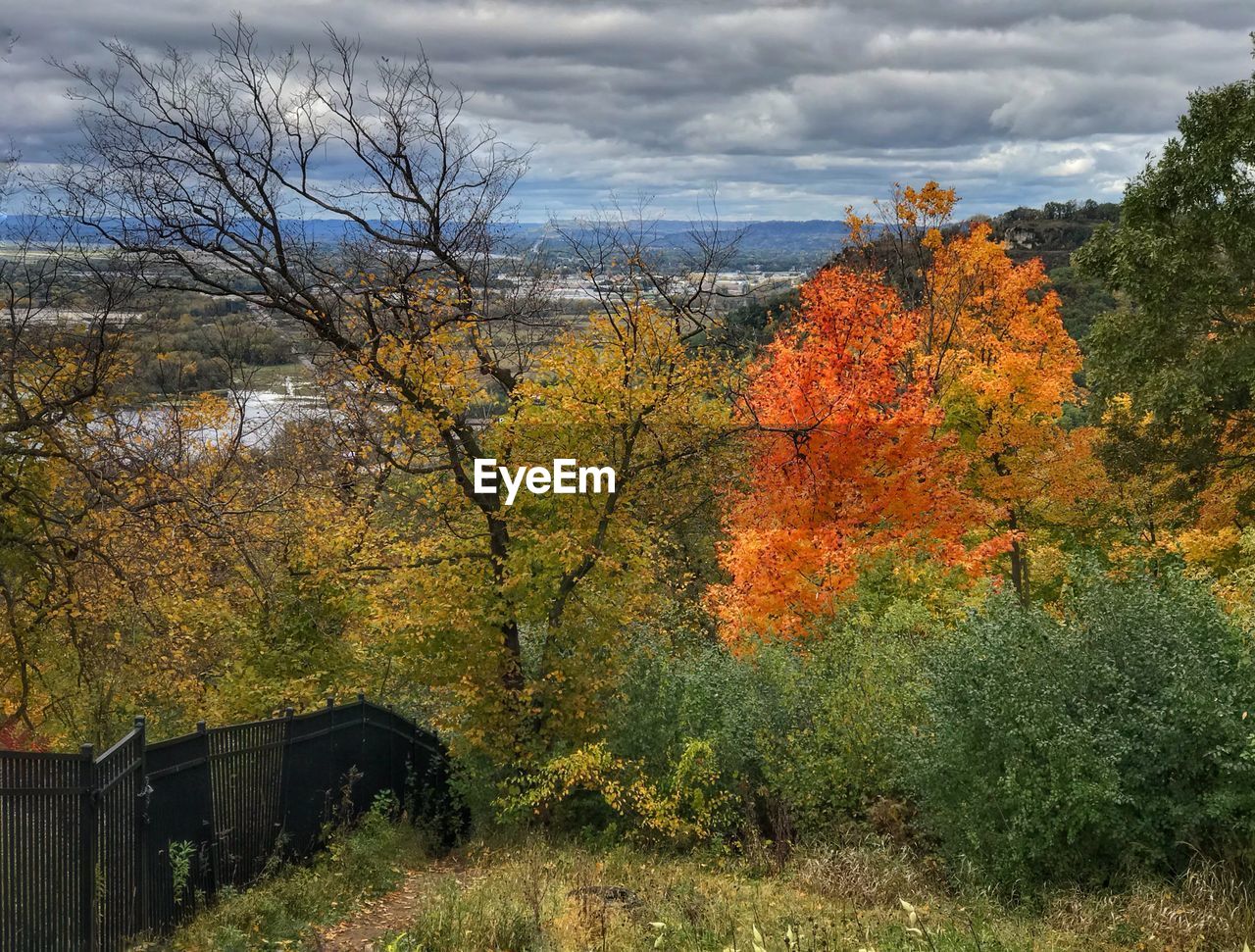 TREES AND PLANTS GROWING ON LAND AGAINST SKY