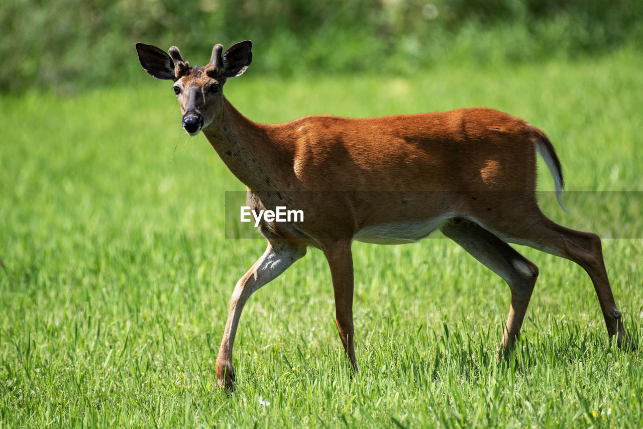 animal themes, animal, animal wildlife, mammal, deer, wildlife, grassland, grass, one animal, plant, nature, no people, side view, full length, prairie, standing, meadow, outdoors, impala, domestic animals, green, pasture, portrait, brown, land, field, day, young animal, herbivorous, plain, environment, grazing