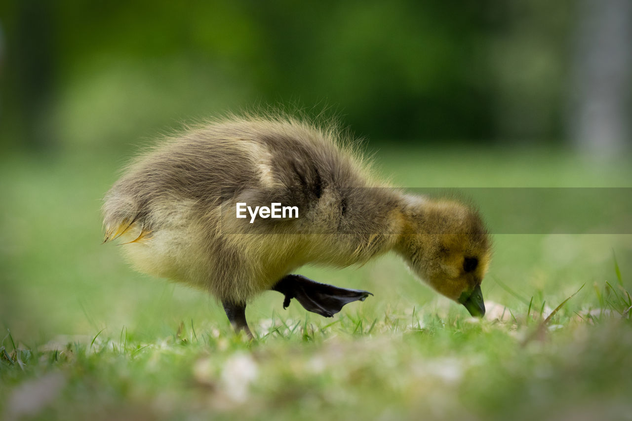 Young bird on field