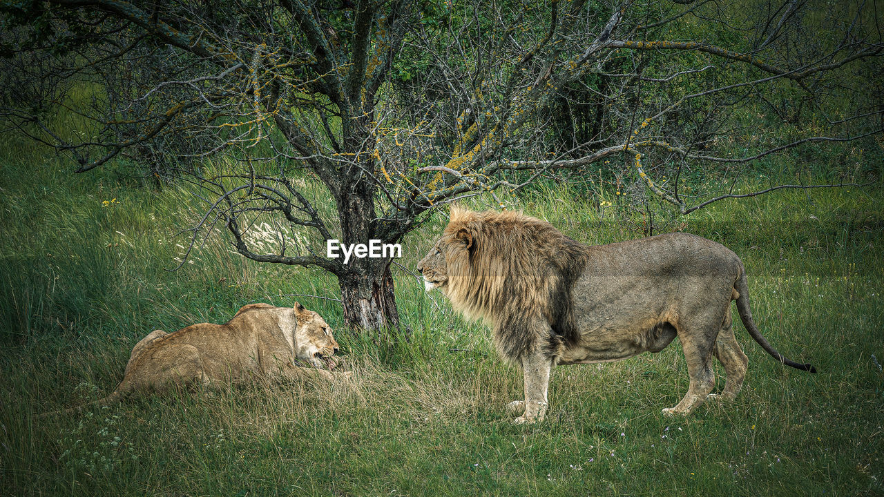 Lion and lioness on vacation in the green savannah