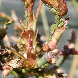 CLOSE-UP OF PLANTS