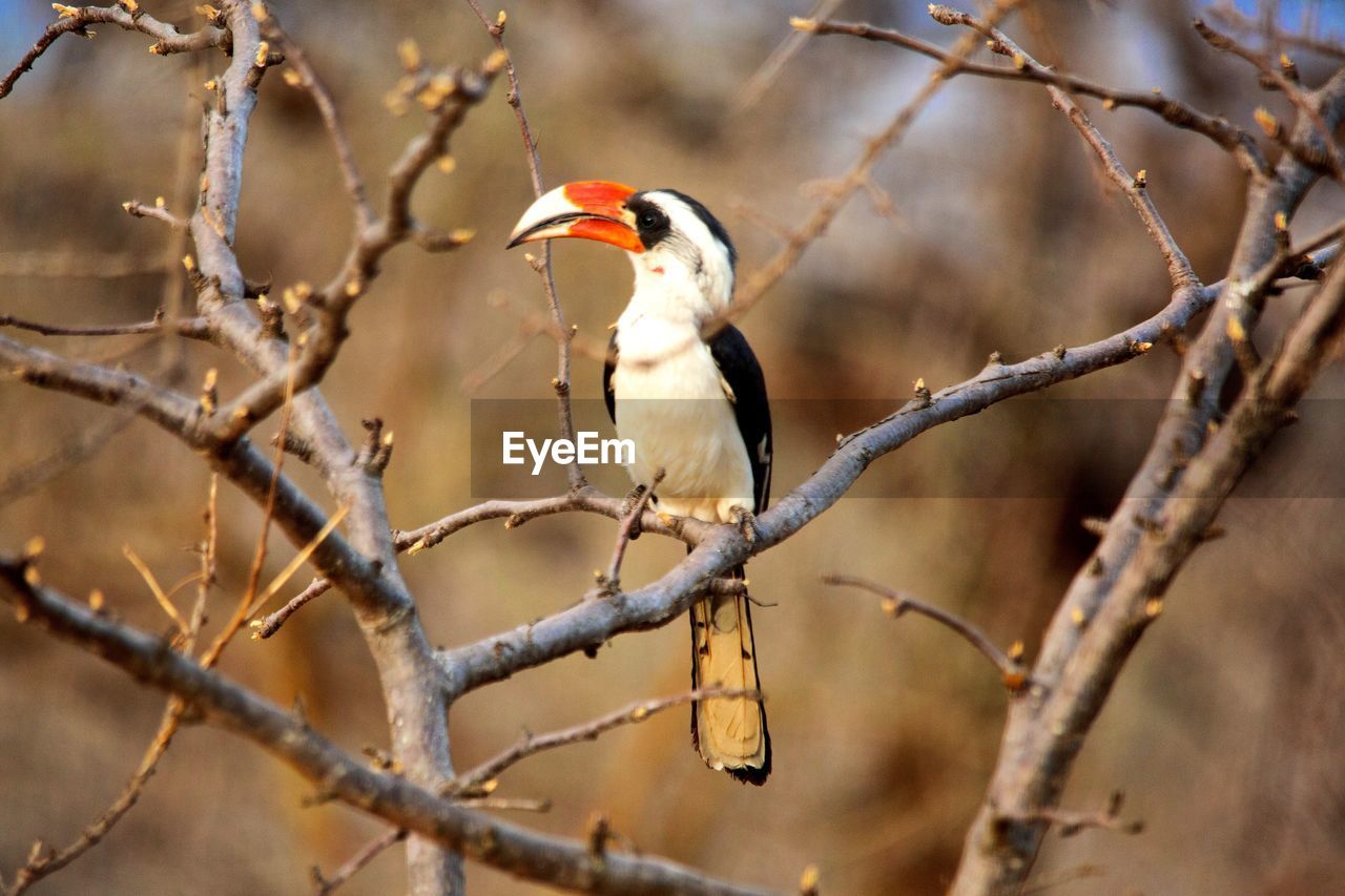 CLOSE-UP OF A BIRD PERCHING ON BRANCH