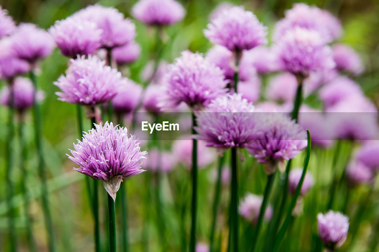 CLOSE-UP OF PURPLE FLOWERING PLANT