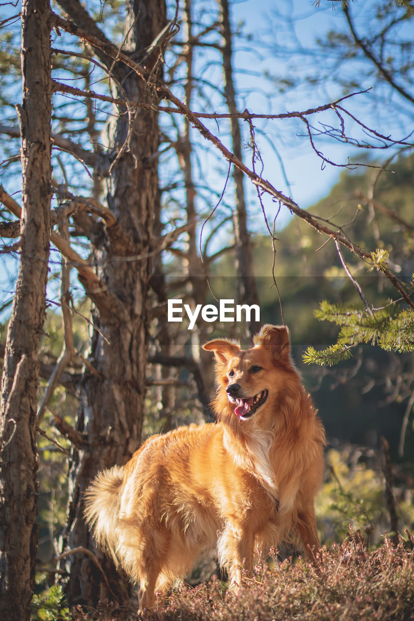 VIEW OF A DOG ON FIELD