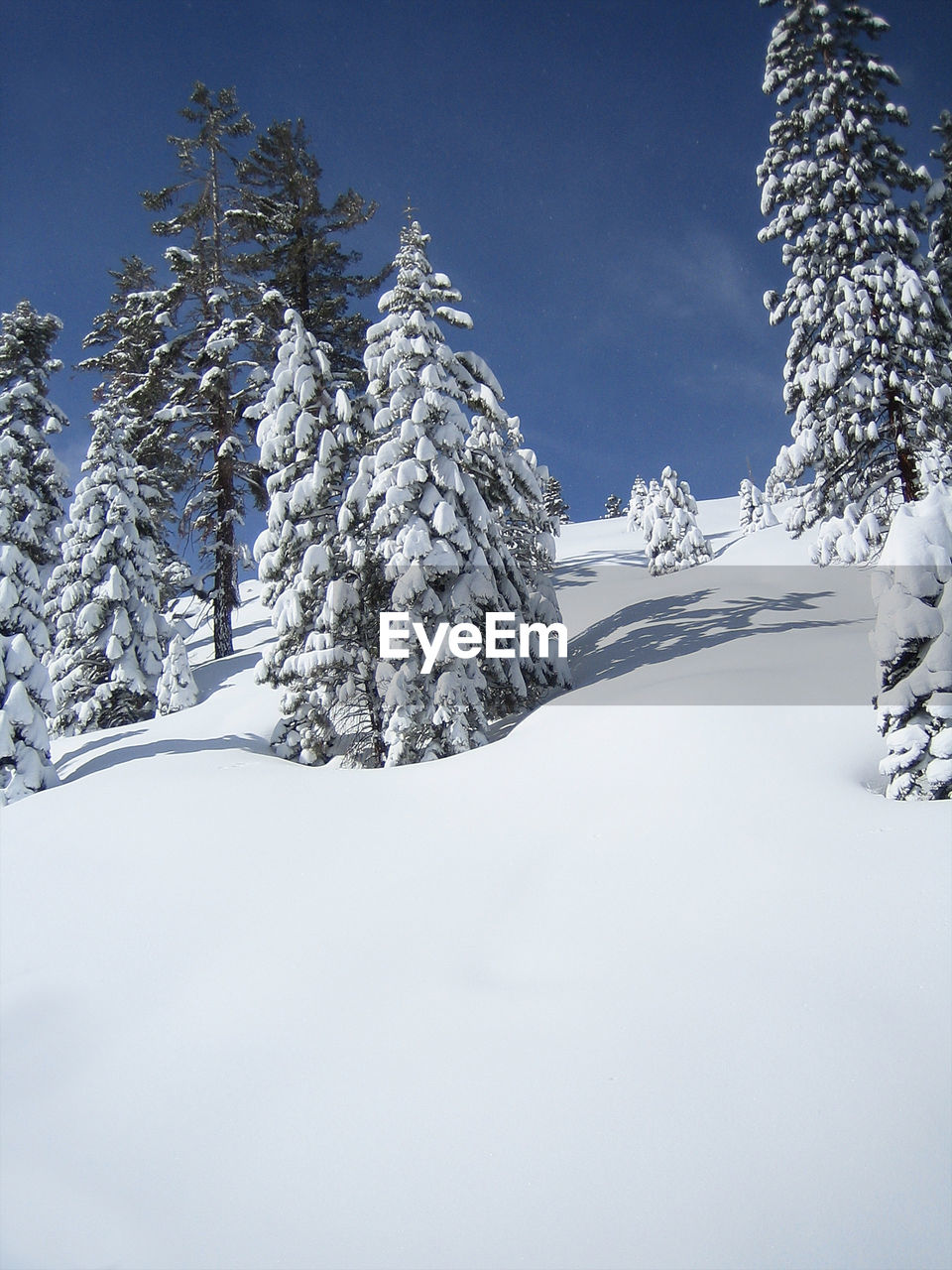 Low angle view of snow covered pine trees on mountain