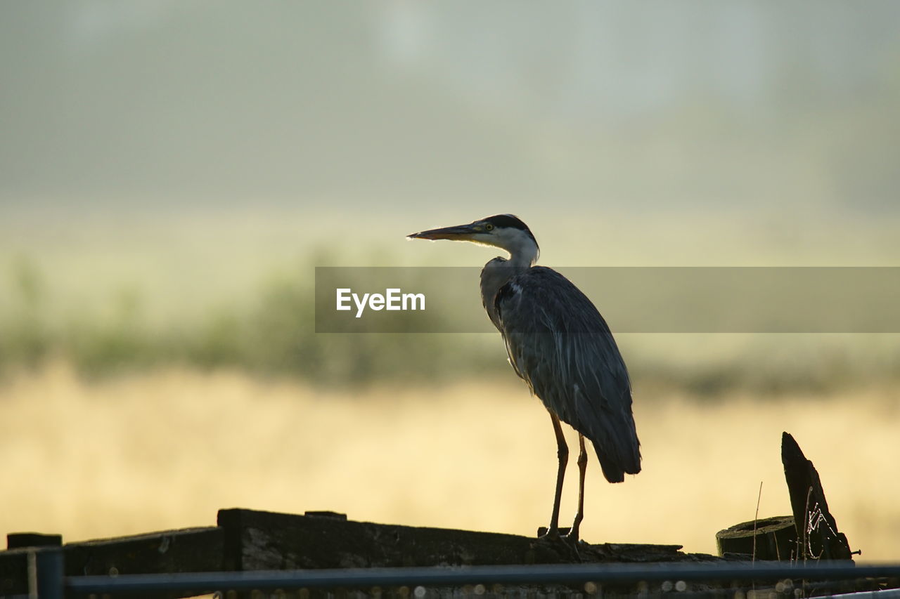 SIDE VIEW OF BIRD PERCHING ON RAILING