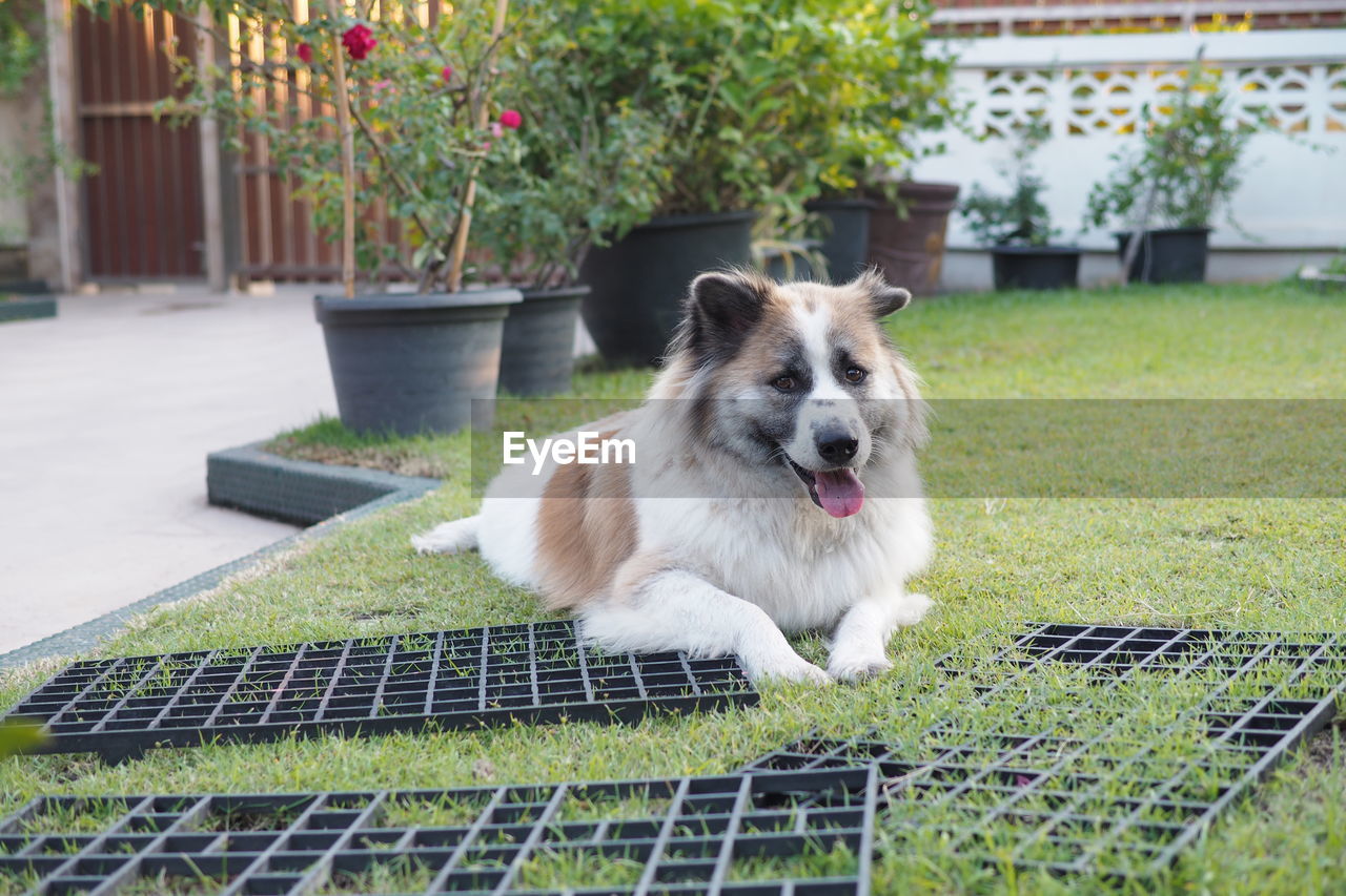 PORTRAIT OF DOG IN BACKYARD