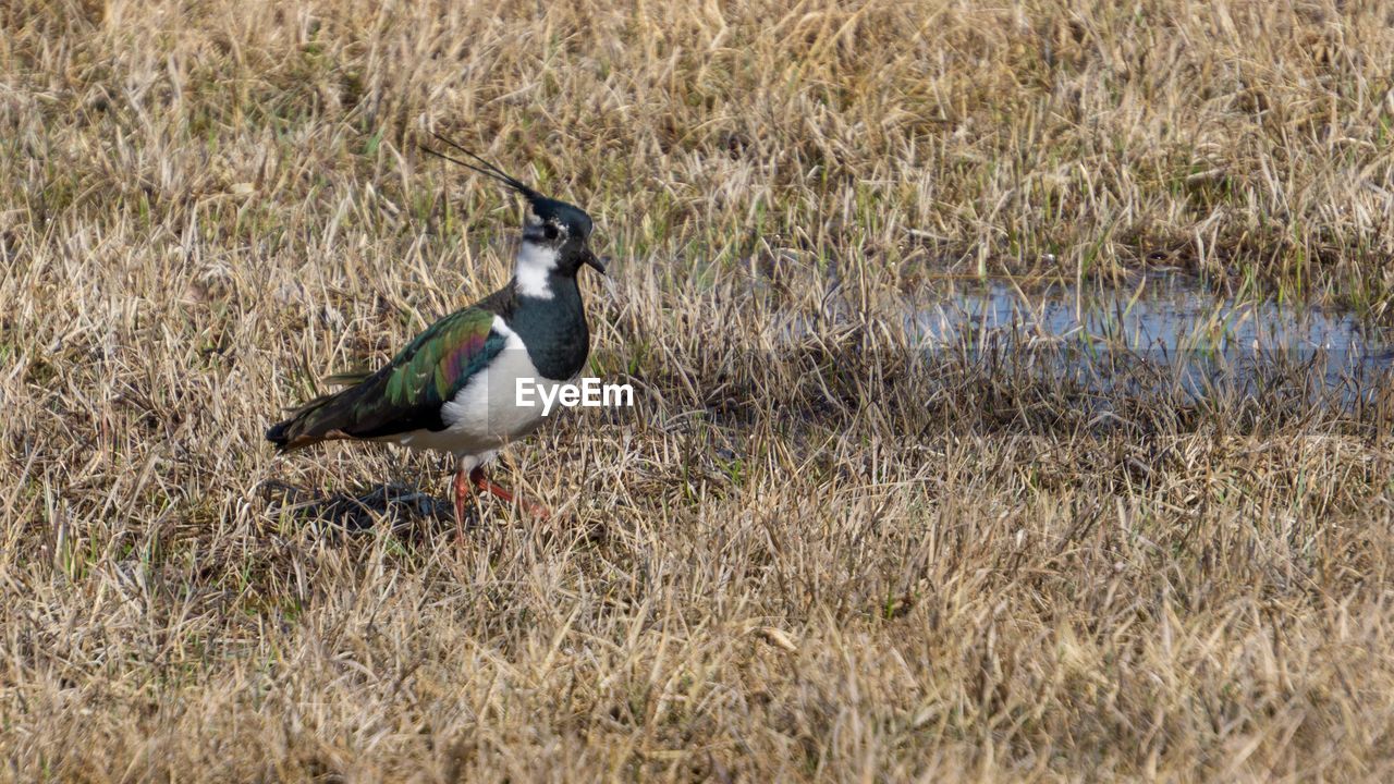 SIDE VIEW OF A DUCK ON FIELD