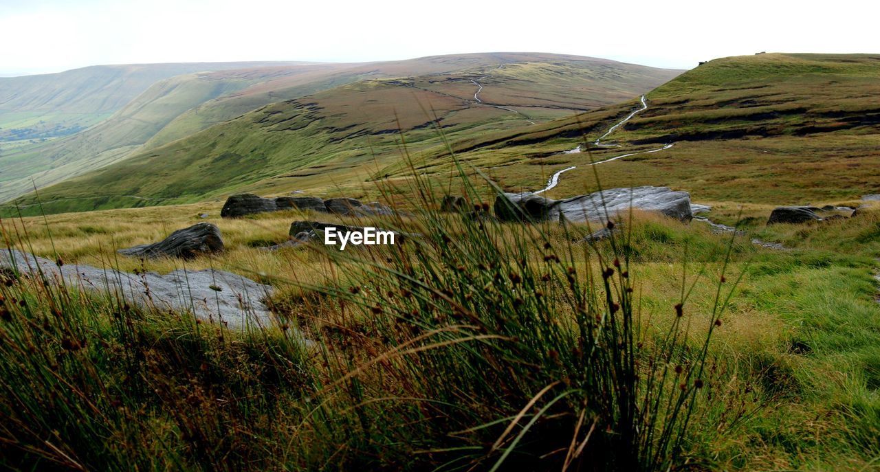 Scenic view of grassy field