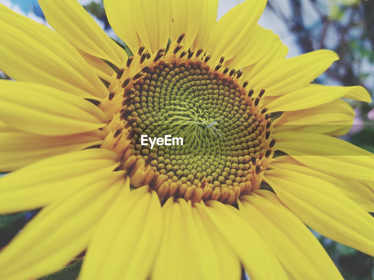 Close-up of sunflower