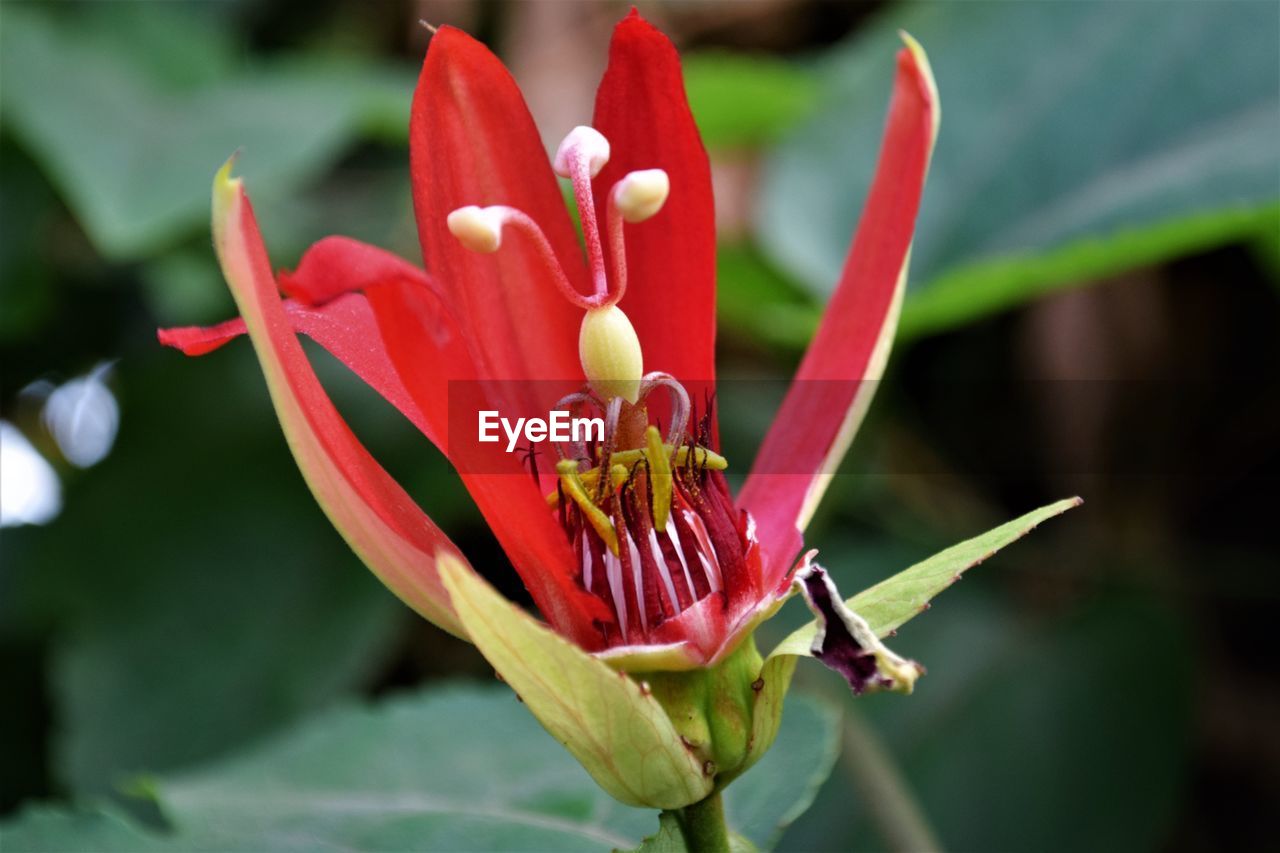 CLOSE-UP OF RED FLOWER BUDS