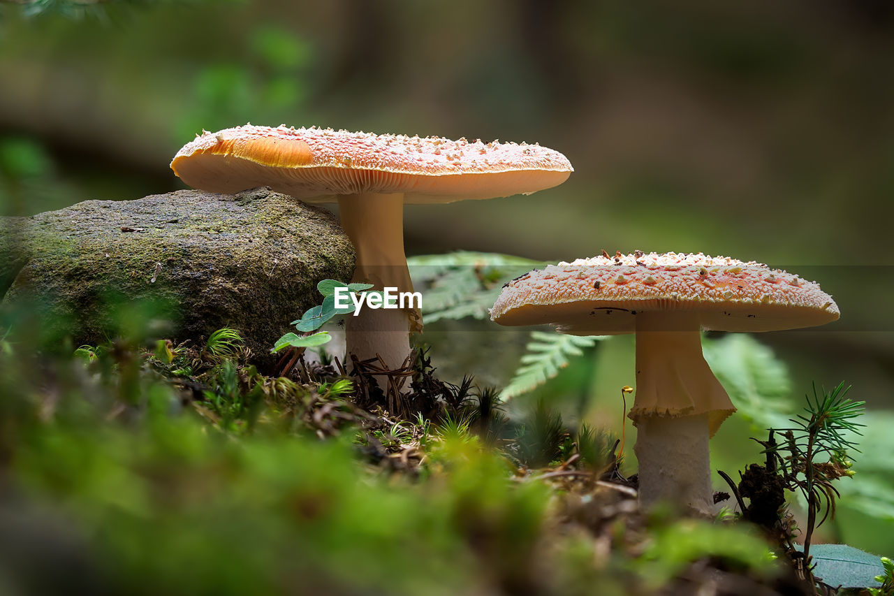 CLOSE-UP OF MUSHROOM GROWING ON TREE