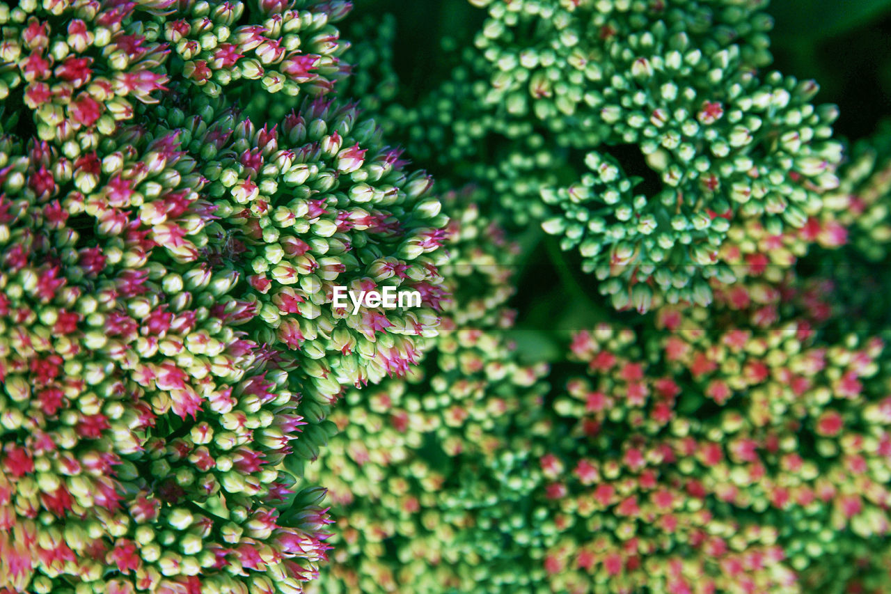 CLOSE-UP OF FLOWERING PLANT