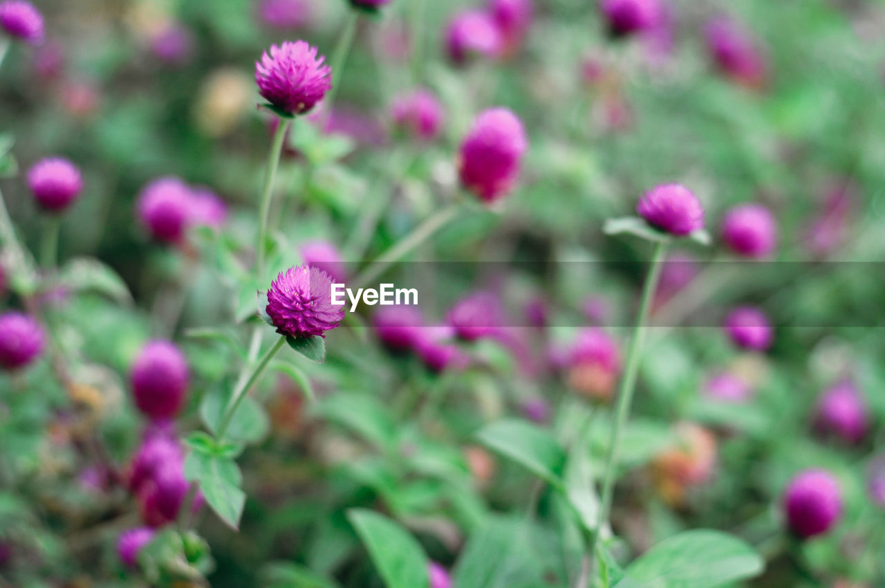 Close-up of flowers blooming in field