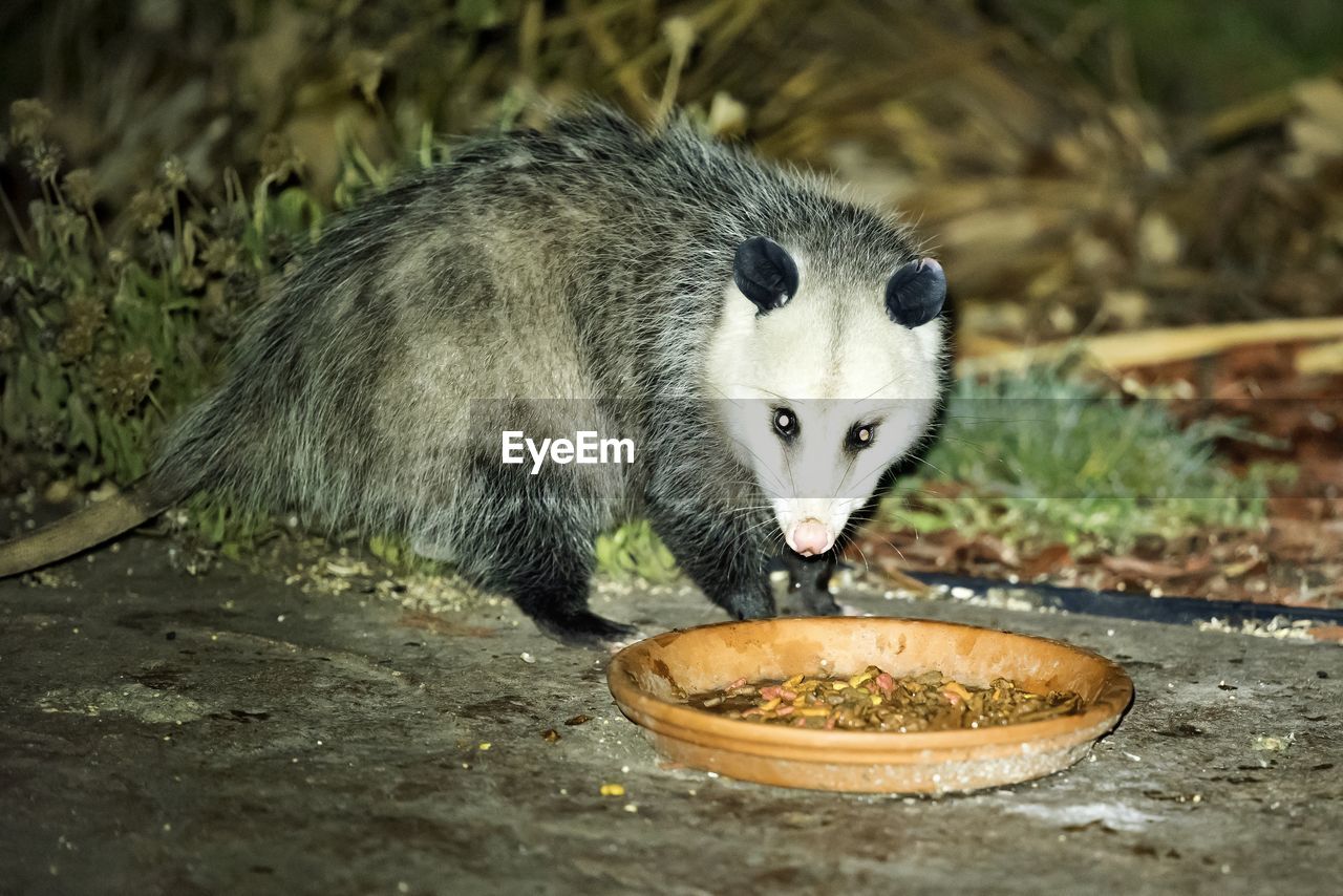 Close-up portrait of opossum eating food