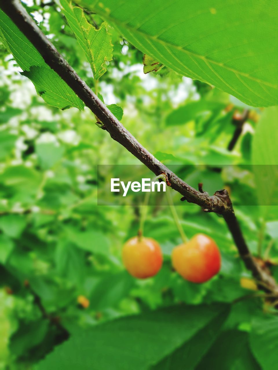 CLOSE-UP OF FRUITS ON TREE