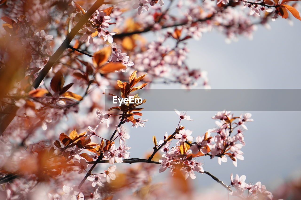 Close-up of cherry blossoms against sky