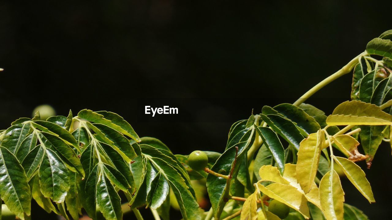 CLOSE-UP OF LEAVES