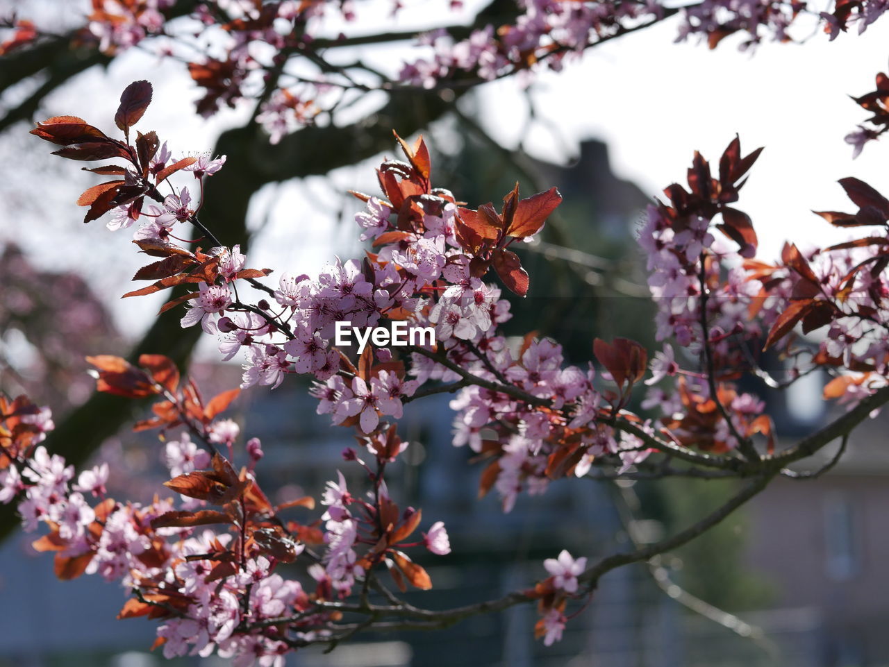 Close-up of cherry blossom tree