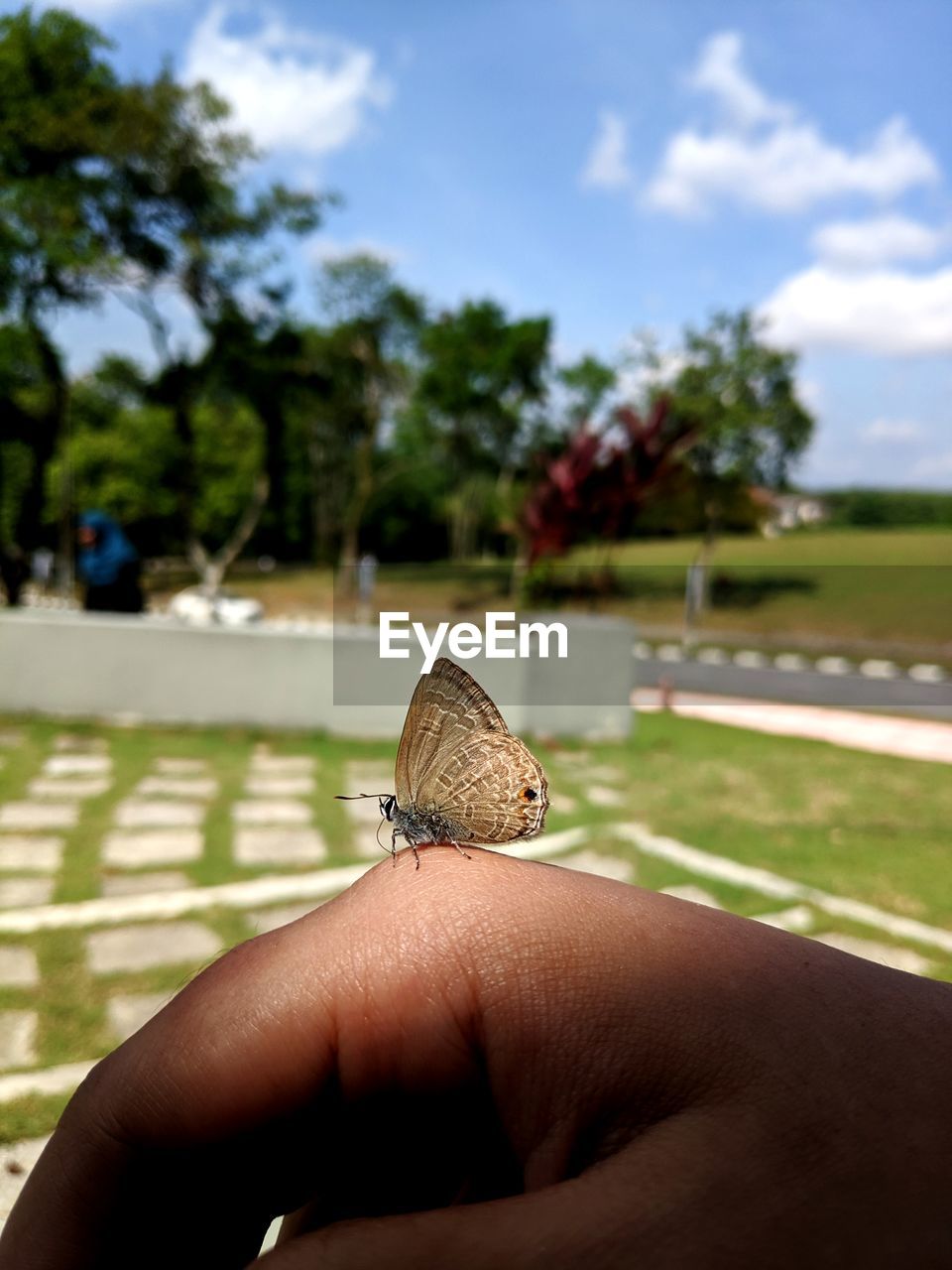 CLOSE-UP OF PERSON HAND WITH BUTTERFLY ON LEAF