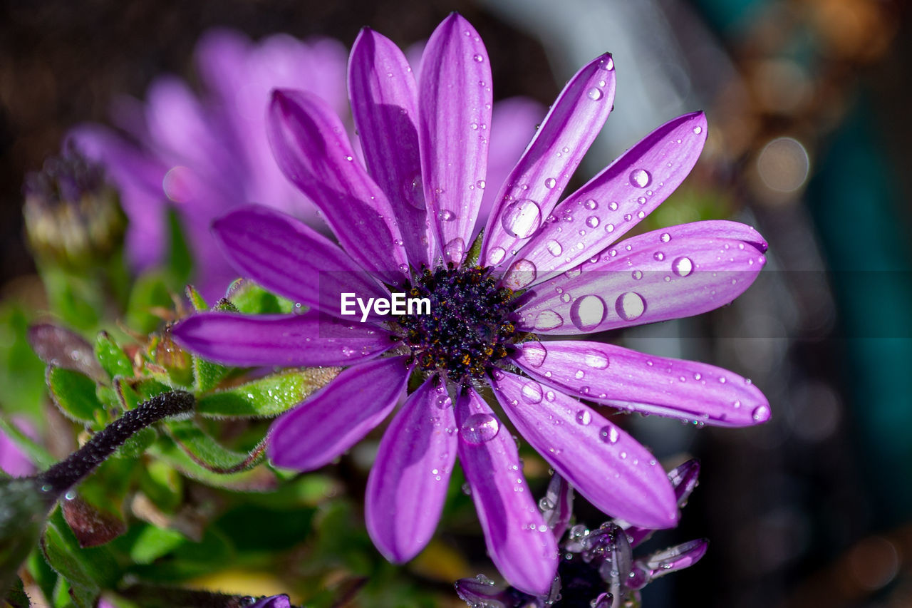 A close up of a purple african daisy flower in full bloom with water droplets on the petals