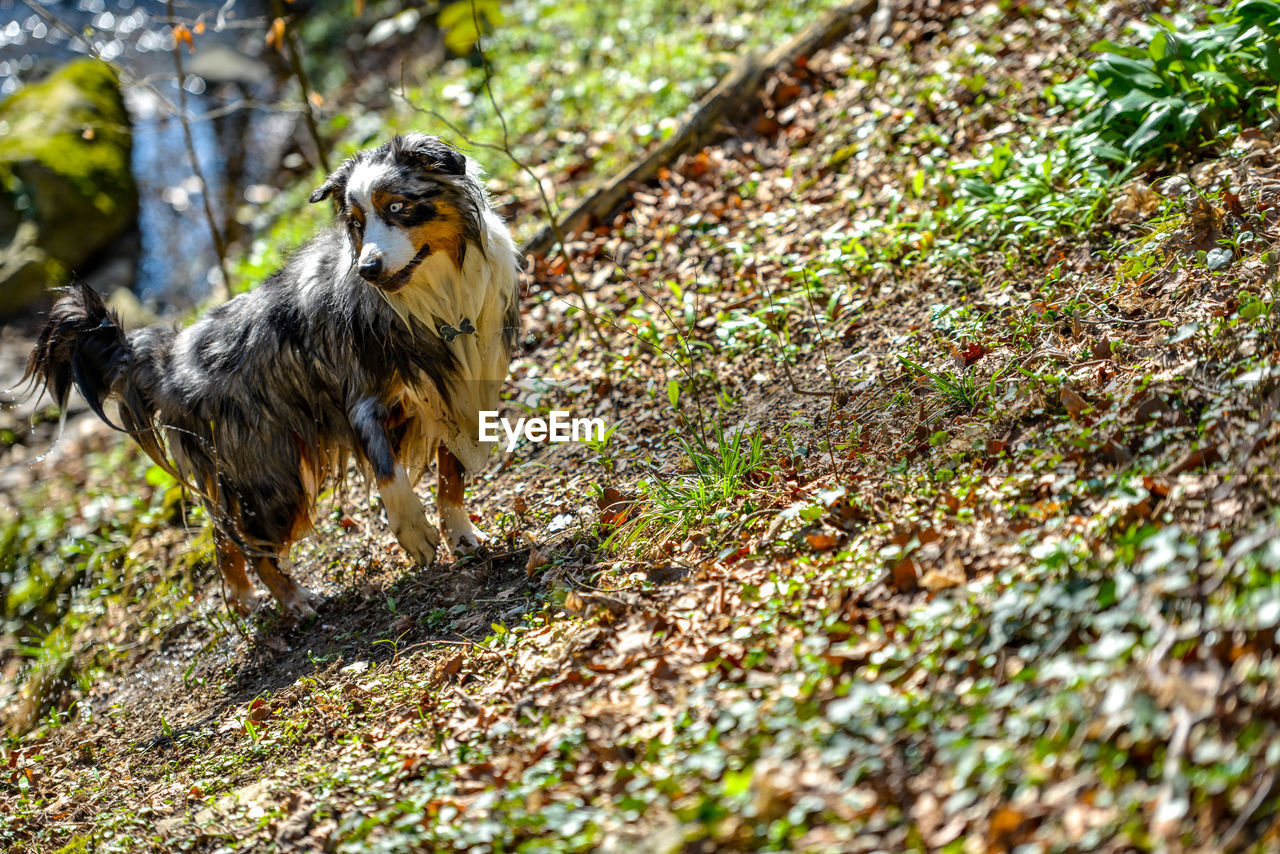 Dog in the woods