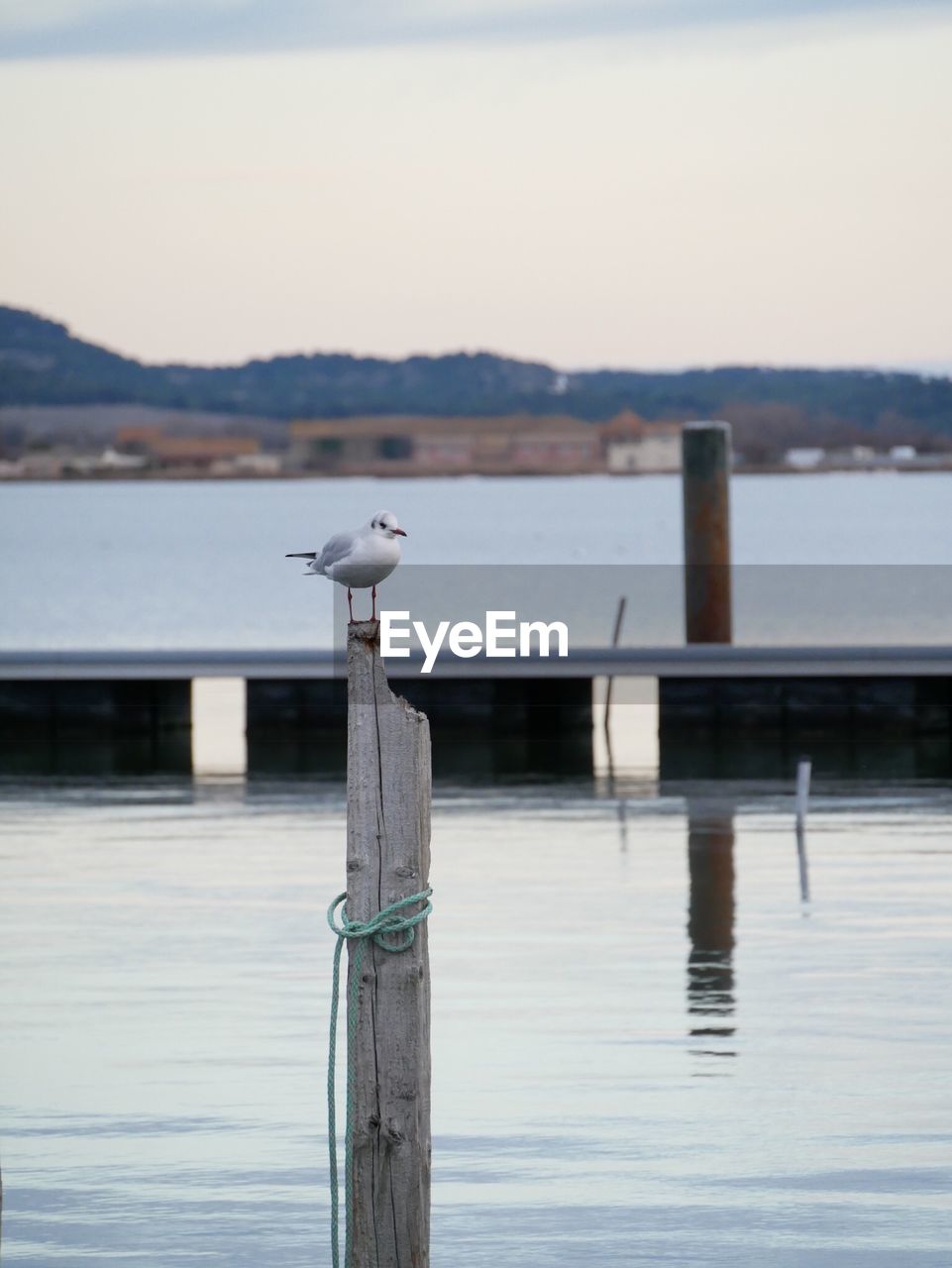 Seagull perching on wooden post by lake against sky