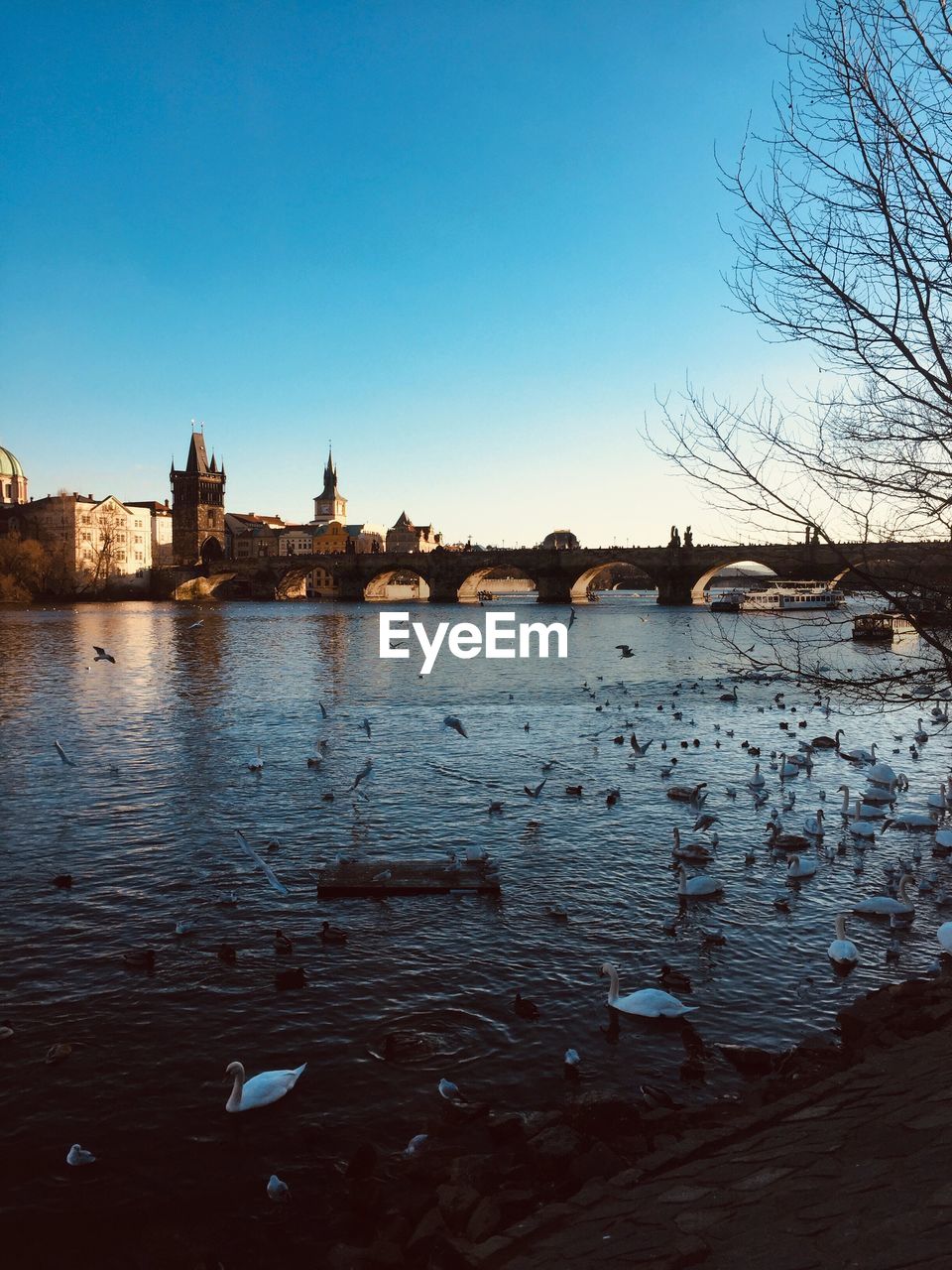 Charles bridge of prague with swans by the side