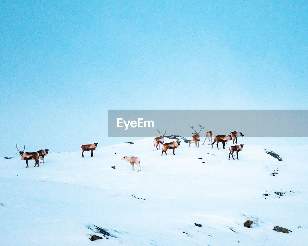 Reindeers on snowcapped mountains against clear sky