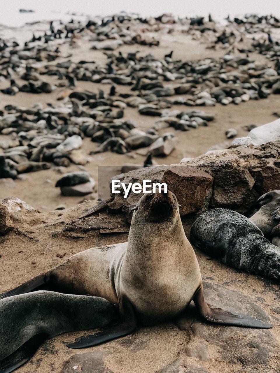 High angle view of sea lion on sand