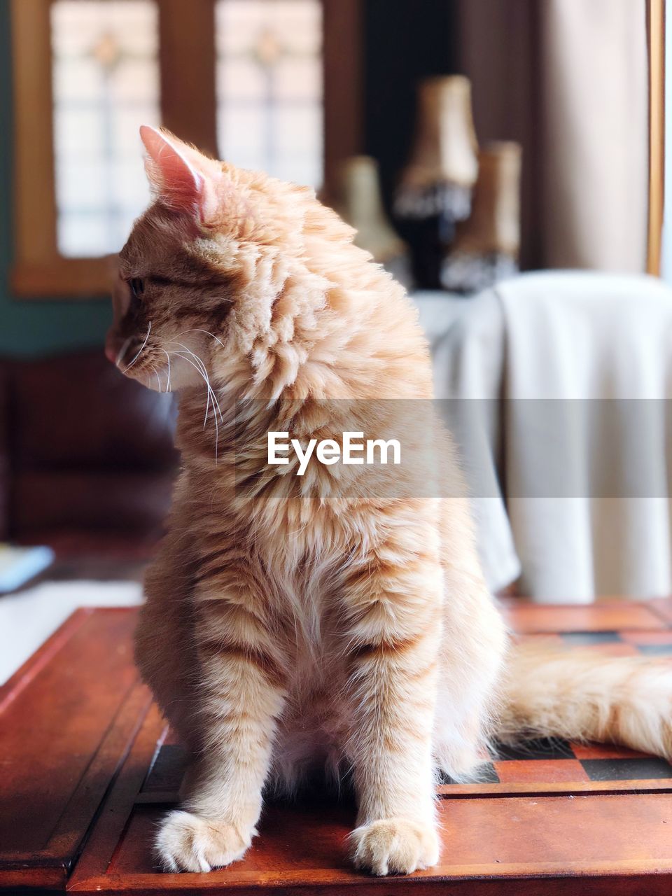 CAT SITTING ON TABLE