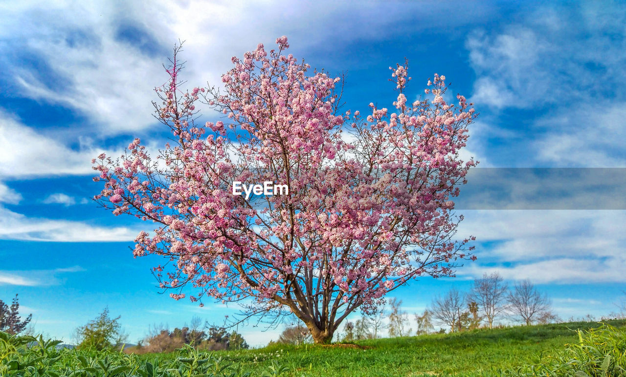 Cherry blossoms growing on tree over field against blue sky
