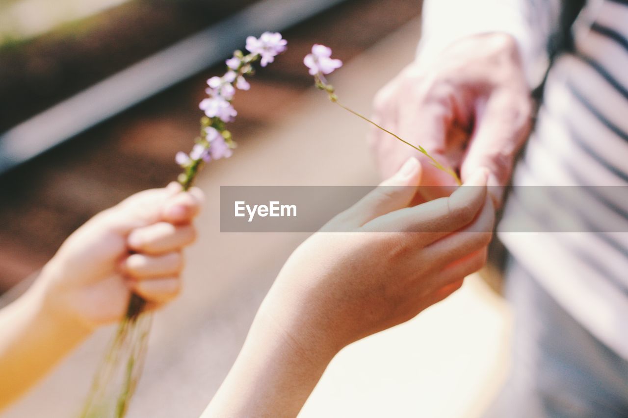 Close-up of hands holding flowers outdoors