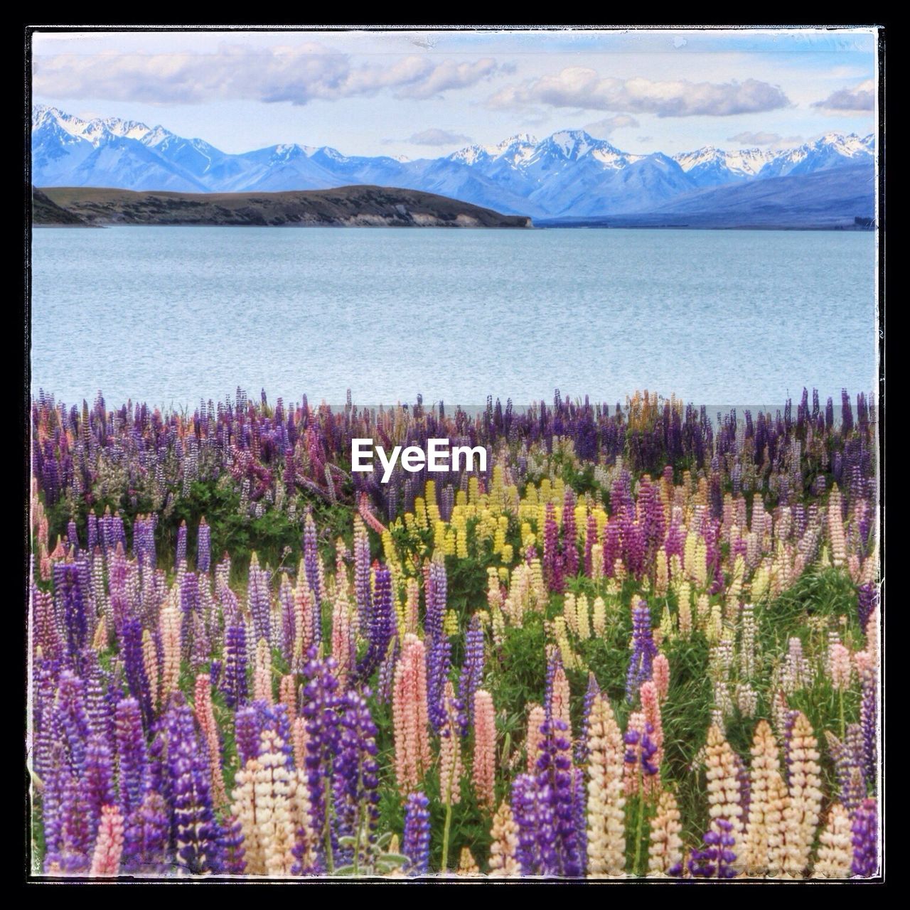Lupine meadow at lake