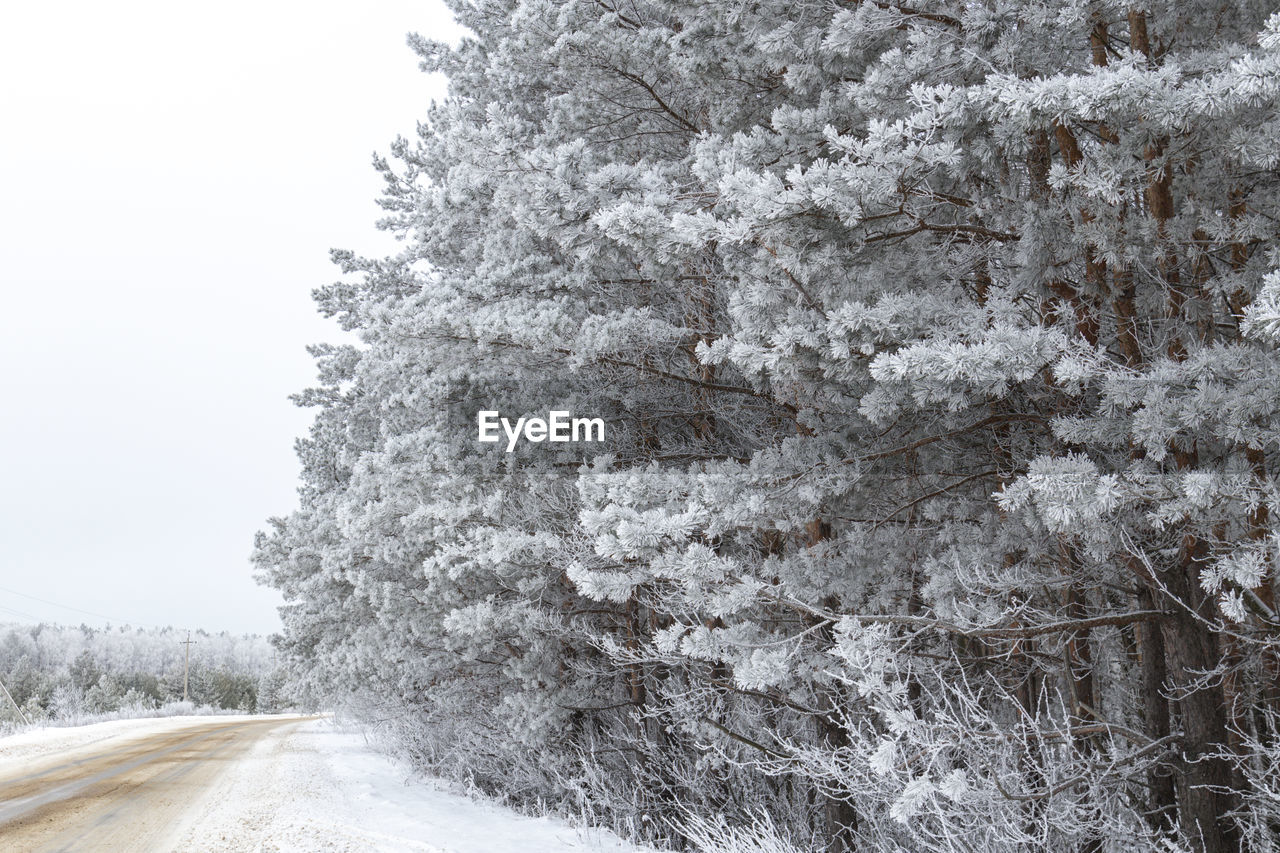 Snow covered road amidst trees against sky