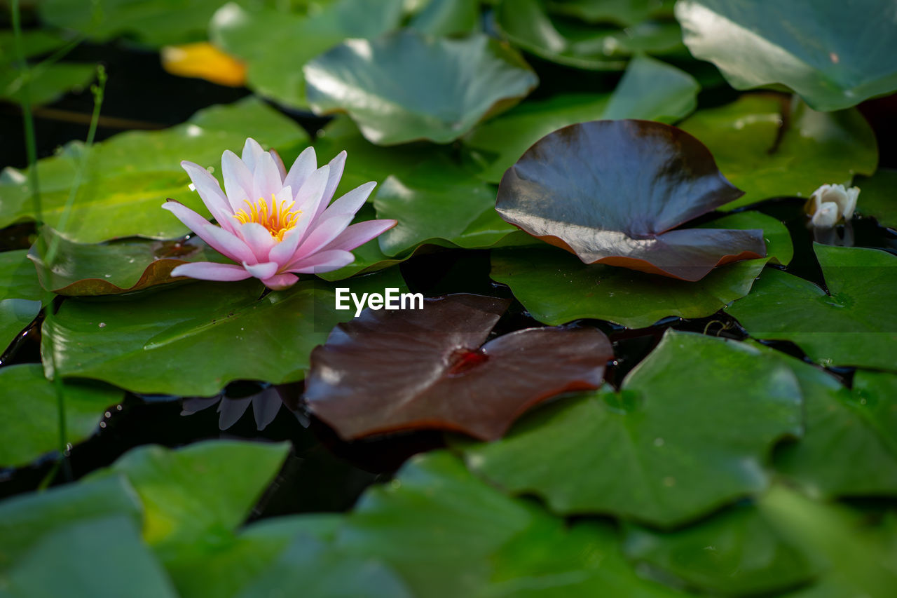 leaf, flower, plant part, green, nature, flowering plant, plant, water lily, beauty in nature, pond, freshness, water, petal, lotus water lily, aquatic plant, close-up, floating, lily, floating on water, no people, macro photography, environment, flower head, social issues, inflorescence, outdoors, growth, pink, fragility, environmental conservation, garden, springtime, blossom, botany, wildflower, proteales