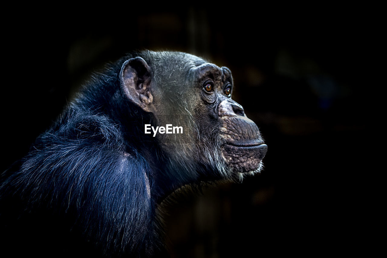 Close-up of chimpanzee at zoo