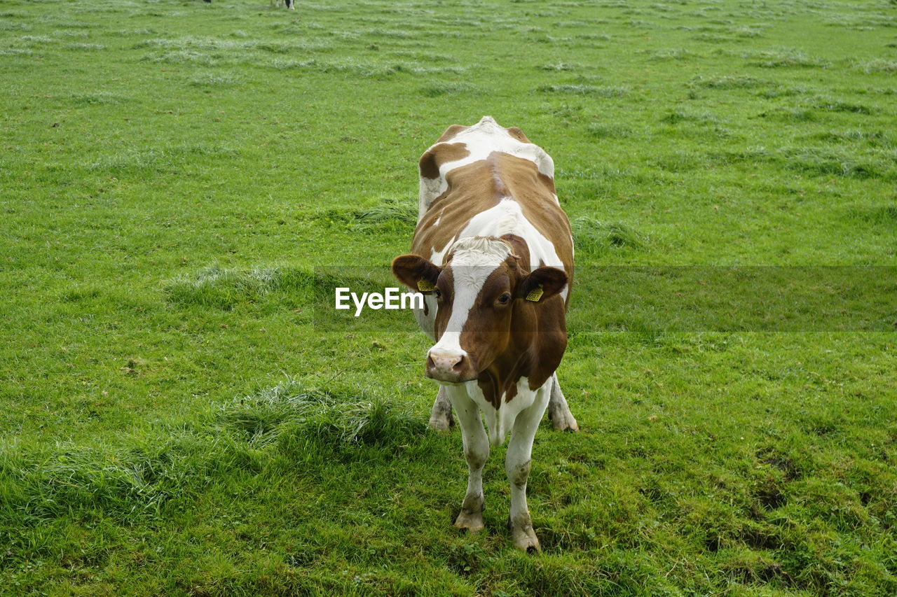 COW STANDING ON FIELD